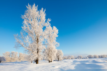 Obraz na płótnie Canvas Winter landscape. Cold day.