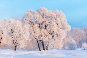 Obraz na płótnie Canvas Winter landscape. Cold day.