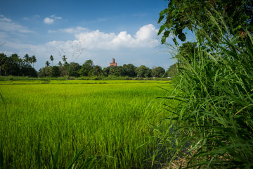 agricultural rice fields