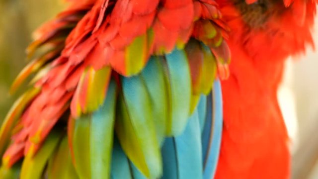 Close up of Red Amazon Scarlet Macaw parrot or Ara macao, in tropical jungle forest. Wildlife Colorful selective focus portrait of bird with vibrant feathers from exotic nature.