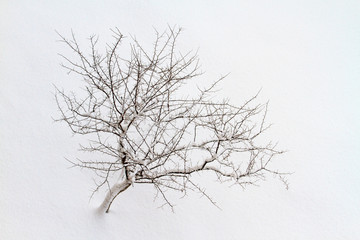 Fototapeta na wymiar minimalism is a lone tree among the white snow desert