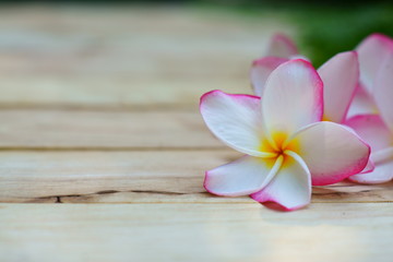 Yellow and pink plumeria flower on wooden board background, copy space