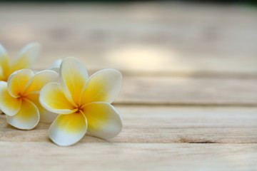 Fototapeta na wymiar Yellow and pink plumeria flower on wooden board background, copy space