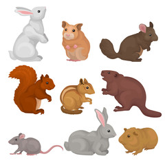Cute rodents set, small wild and domestic animals vector Illustration on a white background