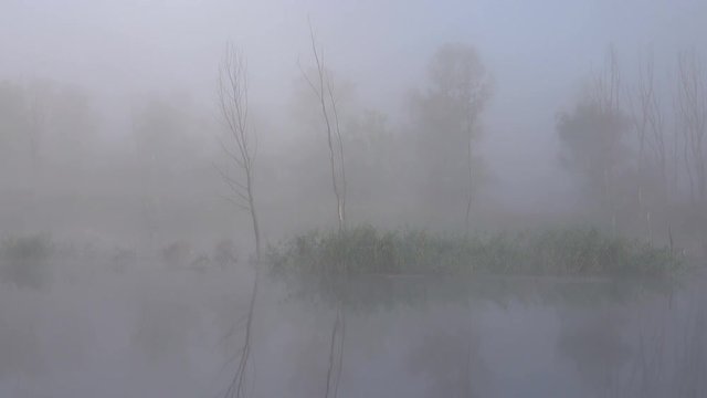 river trees and forest in the morning in the fog. Autumn season.