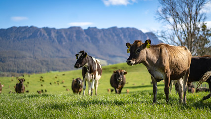 Dairy Cow in the Hills