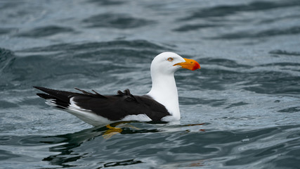 Pacific Sea Gull