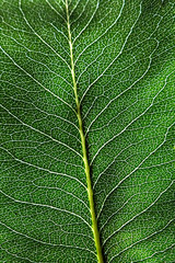 Macro photo dark green natural background with leaf with a pattern of veins. Layout foliage. Flat lay
