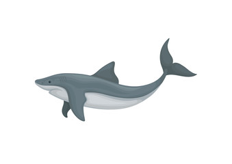 Fototapeta premium Swimming angry shark sea animal fish, side view vector Illustration on a white background