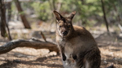 Wallaby Australia 