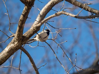 木にとまるシジュウカラと青空
