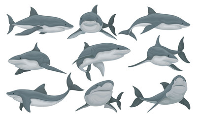 Swimming shark set, sea animal fish vector Illustration on a white background