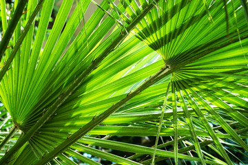 Obraz na płótnie Canvas palm tree leaf texture