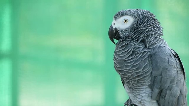 Red-tailed monogamous African Congo Grey Parrot, Psittacus erithacus. Companion Jaco is popular avian pet native to equatorial region. Exotic bird in tropical forest.