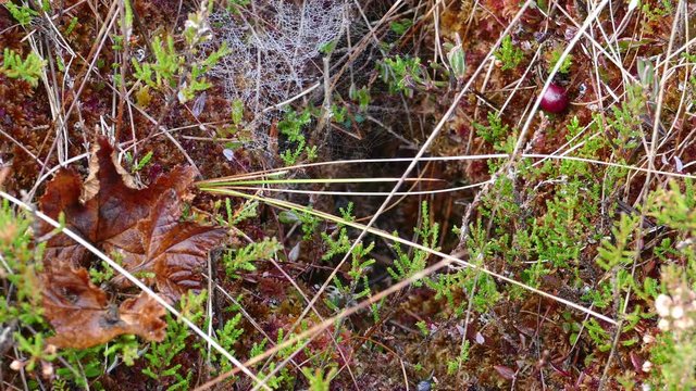 Close-up of bog vegetation and spider web