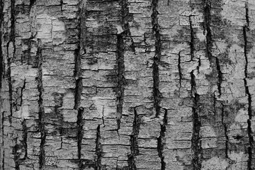 texture bois
