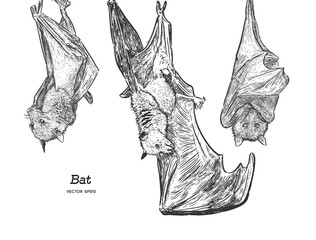 Bat illustration, drawing, engraving, ink, line art, vector