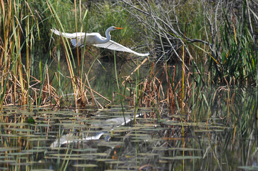 Heron at Presque Isle State Park, Pennsylvania