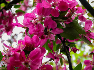 little bee gathers honey in red colors