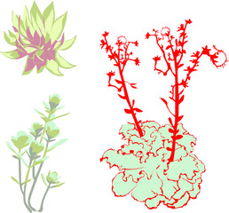 succulent on white background, group of objects