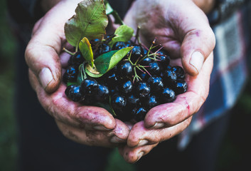 Farmer's hands with freshly harvested chokeberries. Shallow depth of field.