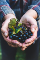 Farmer's hands with freshly harvested chokeberries. Shallow depth of field. © maxandrew