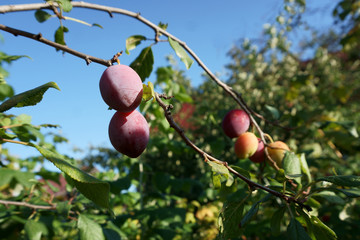 plum crop on a branch