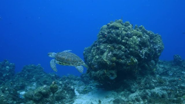 Seascape with Green Sea Turtle in coral reef of Caribbean Sea around Curacao at dive site Playa Piskado