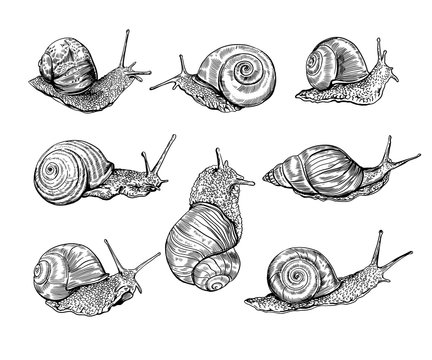 Snails set