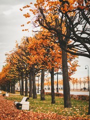 Beautiful landscape of autumn Park, the whole road is covered with colorful leaves, deserted street, benches