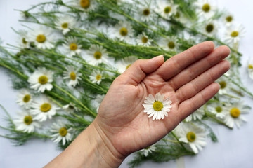 Chamomile in the palm of the hand