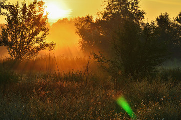 The sunlight pours meadow, trees and grass in the fog.