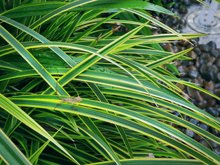 High Angle View of Small Chameleon on Long Green Plant