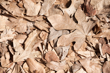 Brown leaves, dried leaf