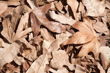 Brown leaves, dried leaf