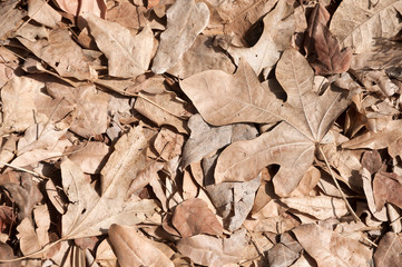 Brown leaves, dried leaf