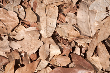 Brown leaves, dried leaf