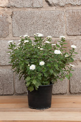 Bush blooming autumn white chrysanthemum in a plastic pot against a wall of cinder block background