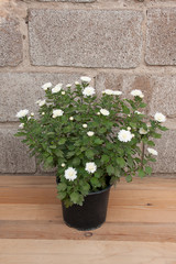 Bush blooming autumn white chrysanthemum in a plastic pot against a wall of cinder block background