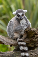 lemur portrait 3