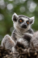 lemur portrait2