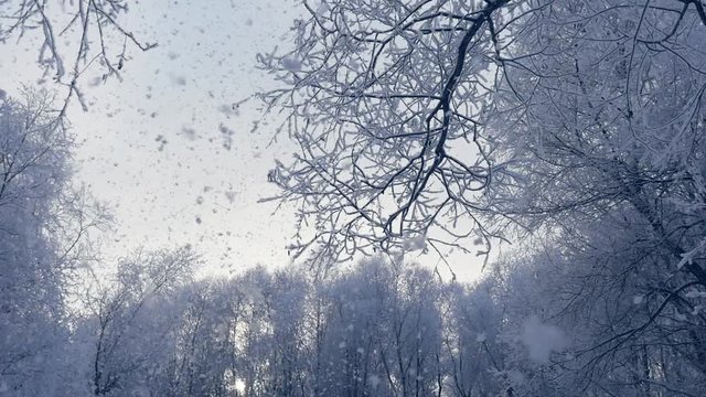 Winter forest. Steadicam shot