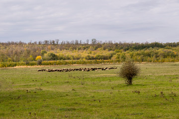Fototapeta na wymiar A flock of sheep on a beautiful mountain meadow.
