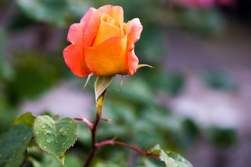 rose orange