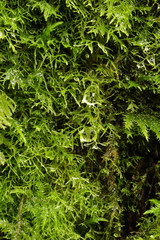 Obraz premium Details of the nature for background 