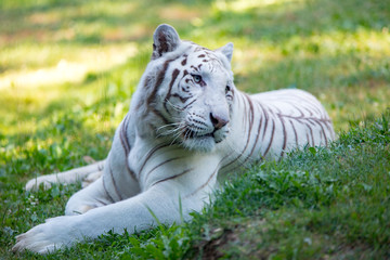 Fototapeta na wymiar tigre blanc 2