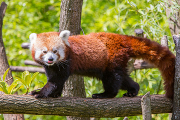 panda roux 2