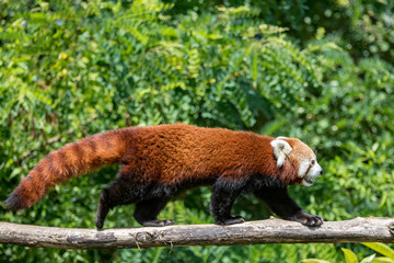 panda roux 1