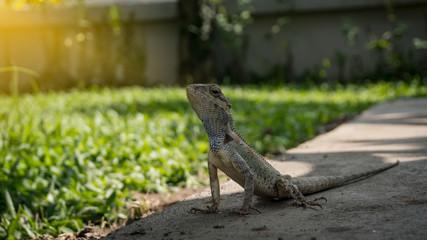 Chameleon front view is on the floor.