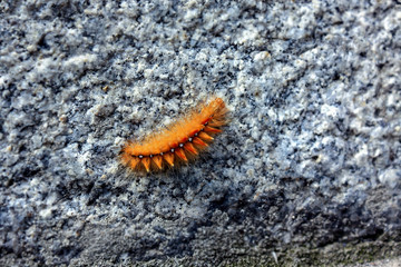 bright orange fluffy caterpillar on the stone pavement